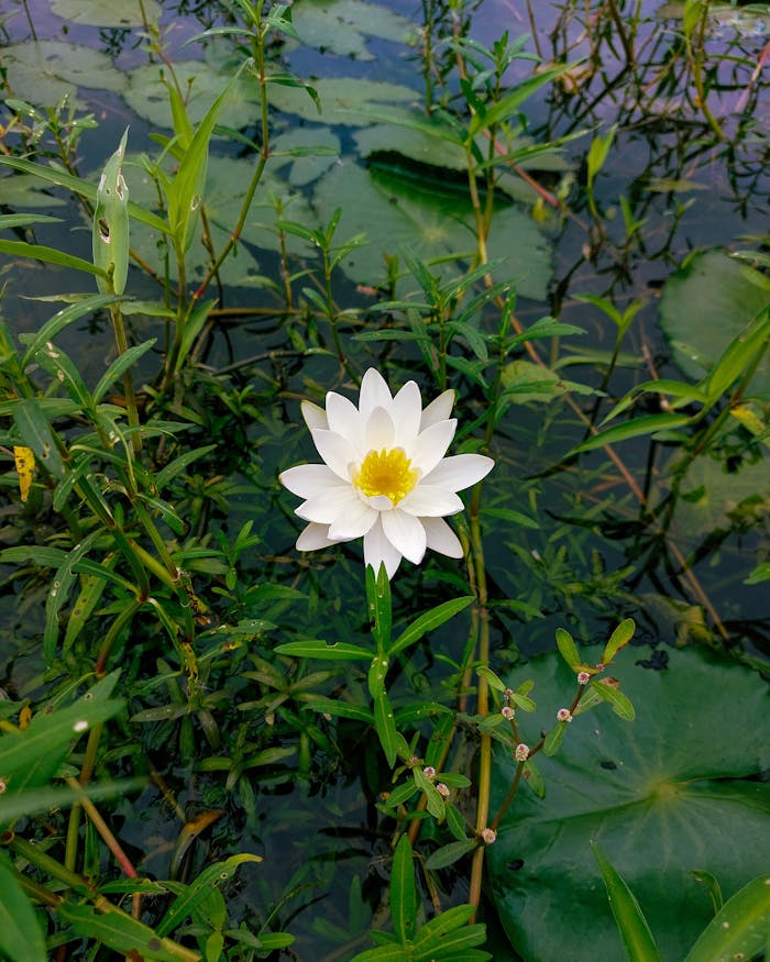 Accueil Pexels Photo 12791386