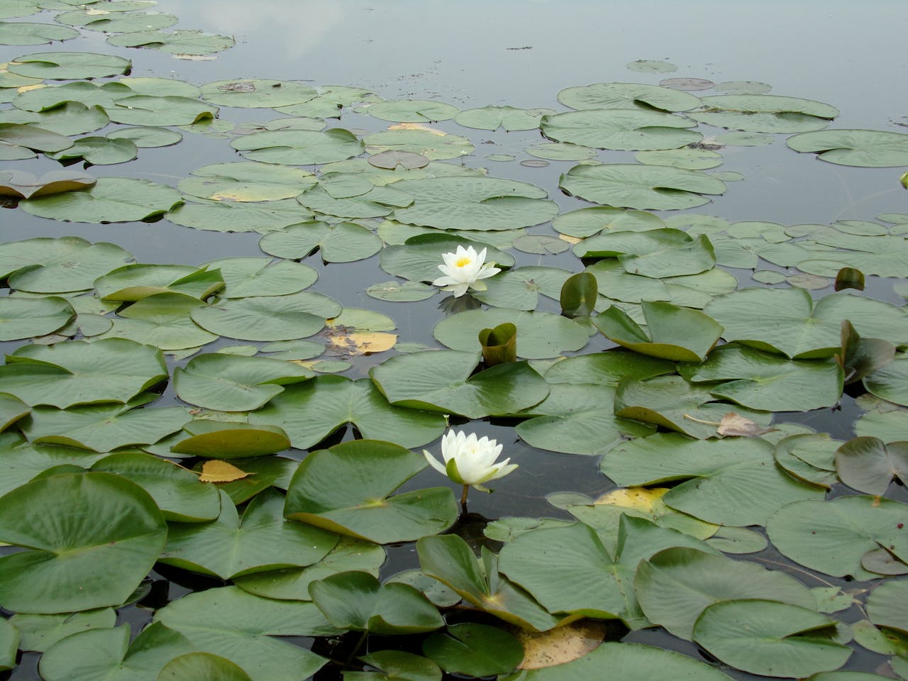 projects-header A tranquil pond with blooming white water lilies and lush green leaves, perfect for a peaceful ambiance.