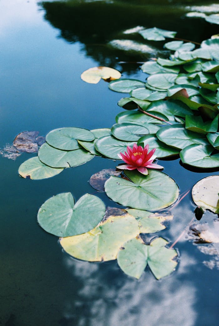 services-03 A vibrant pink waterlily blooms on a calm pond in Berlin, Germany, surrounded by lush green leaves.