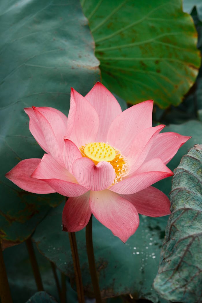 services-01 Beautiful close-up of a vibrant pink lotus flower with lush green leaves background.