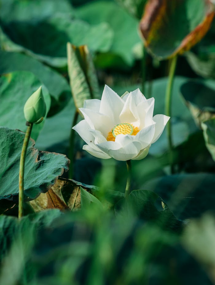Beautiful white lotus flower amidst lush green leaves in Quy Nhơn, Vietnam's natural landscape.