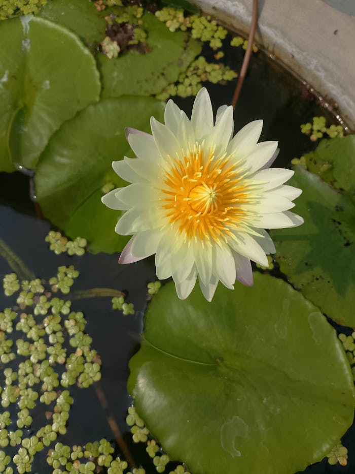 project-01-a Close-up of a vibrant water lily in a tranquil pond, showcasing nature's beauty.