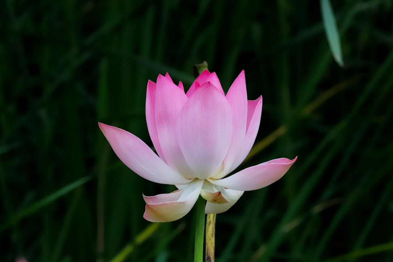project-01-c A vivid pink lotus flower in full bloom against a lush, dark green background, showcasing nature's beauty.