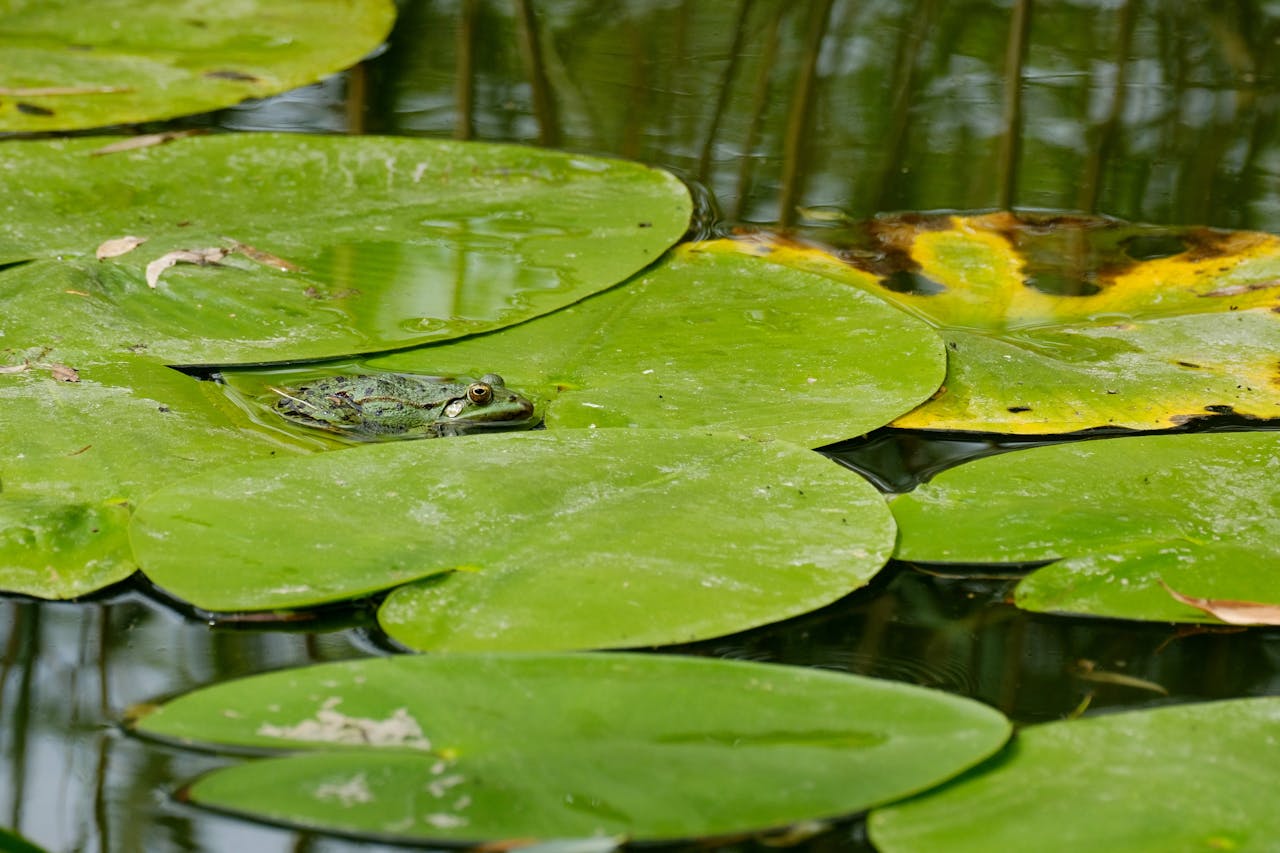 Accueil Pexels Photo 33004118