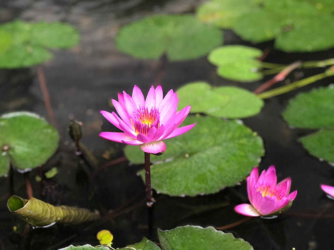 Beautiful pink lotus blossoms amidst green leaves in a serene pond setting.