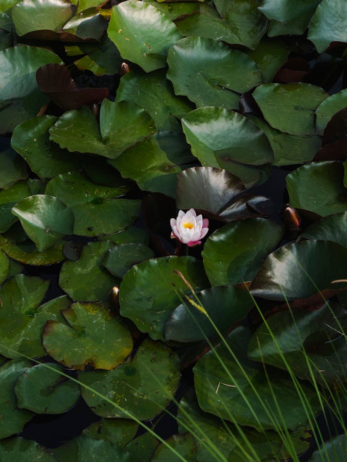 A single pink waterlily bloom among dense green lily pads, creating a serene natural scene.