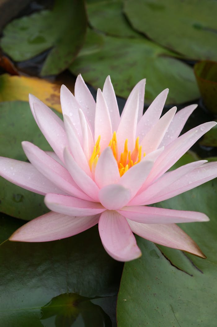 why-choose-us Beautiful close-up of a pink water lily in full bloom with leaves in a serene outdoor pond.