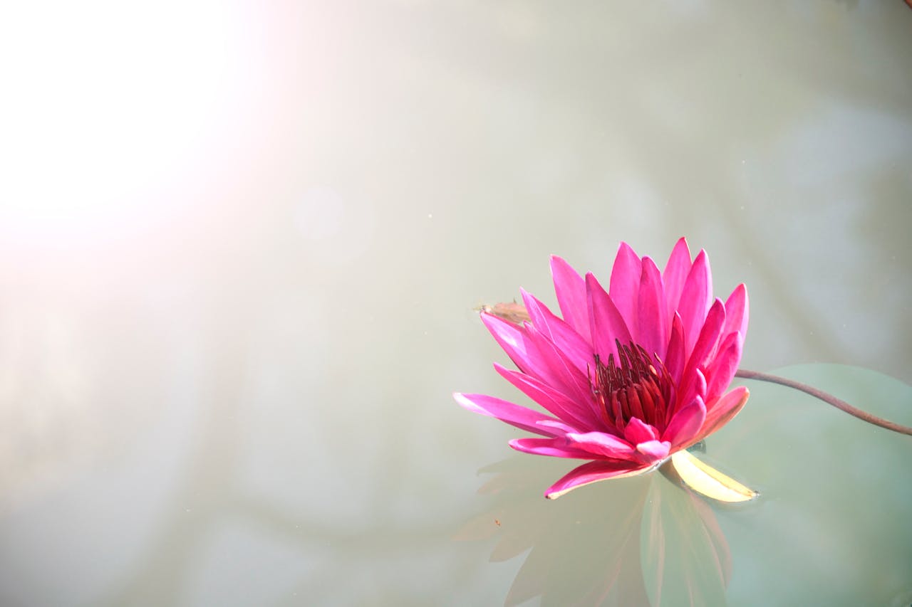 project-01-b A bright pink lotus flower floating peacefully on serene water, capturing nature's elegance.