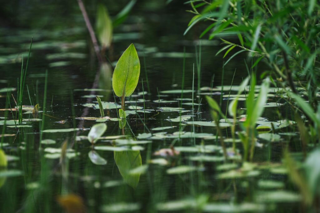 pexels photo 12395537 12395537 Serene pond with aquatic plants and vibrant green leaves reflecting on calm water.